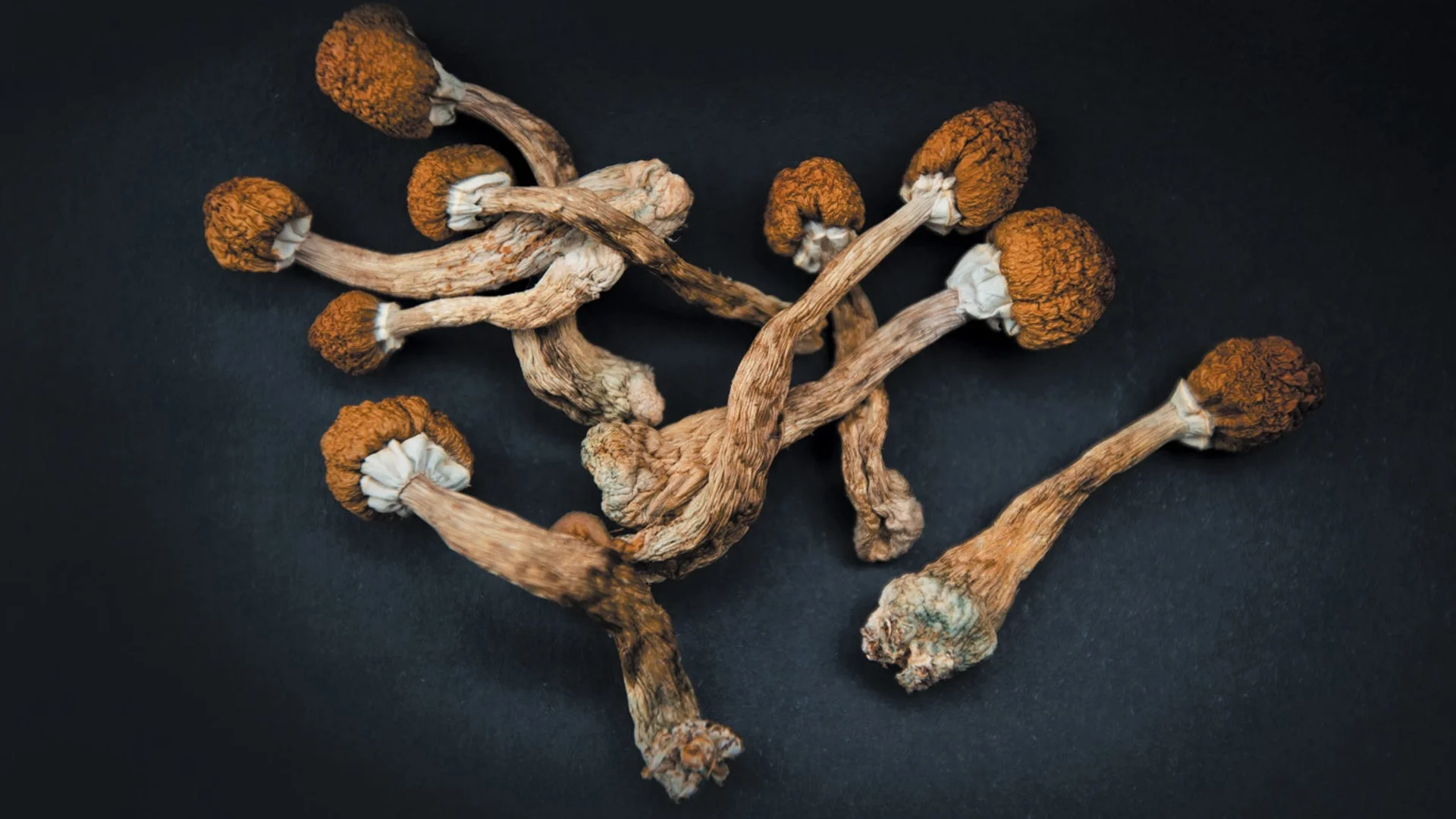 Magic Mushrooms: What Beginners Should Know About Wellness Benefits